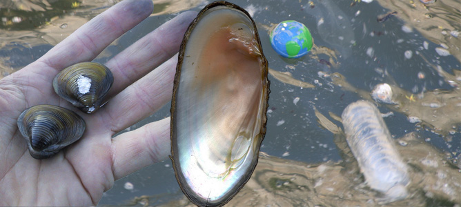 biologists use clams solve environmental pollution