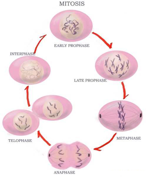 process of mitosis