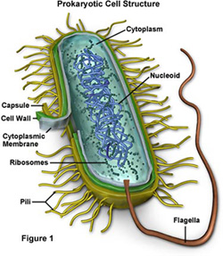 prokaryotic cell
