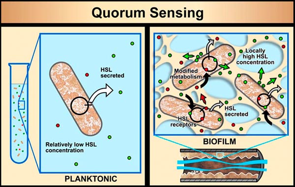 Chemistry News Quorum Sensing Bacterial Communication In Chemical Chemistry News Quorum Sensing Bacterial Communication In Chemical